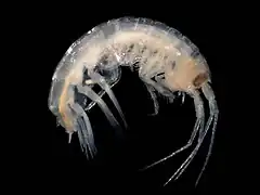 Atylus swammerdami (Amphipoda)