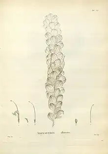 an ancient pencil drawing of leaf and flower parts of a plant