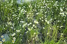 Noxious weed plant