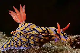 Nudibranch