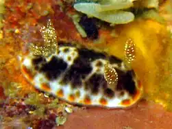 Goniobranchus mandapamensis