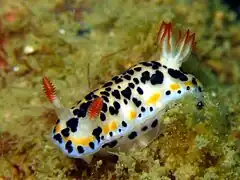 Hypselodoris maritima