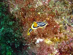 Nudibranch Chromodoris africana