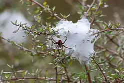 Nurseryweb spider (Dolomedes)