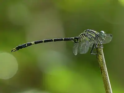 male