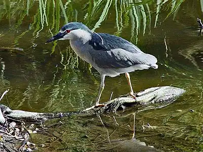 Black-crowned night-heronNycticorax nycticorax