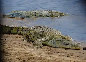 Nile crocodiles