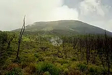 Mountain landscape with trunks of trees or shrubs that appear to have burned.