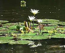 In Lake Nicaragua