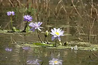 In natural habitat, southern Queensland, March 2022