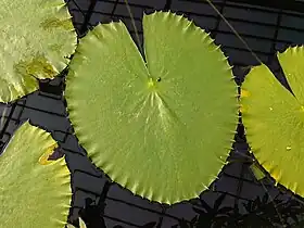 Nymphaea gigantea