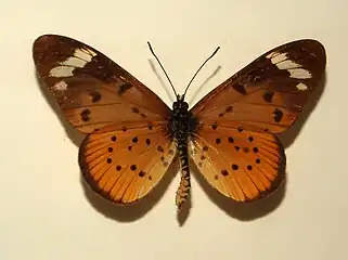 Mounted specimen from Eritrea