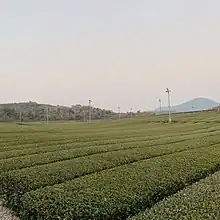 O'Sulloc Tea Field