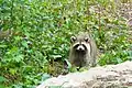 A raccoon at the Cohon Family Nature Escape. The outdoor exhibit is located behind the science centre, within the Don Valley.