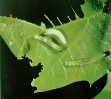 A green leaf with large sections missing against a black background, three small greenish caterpillars feed on the leaf