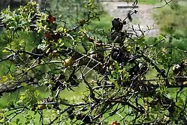 An oak tree with multiple oak apples.