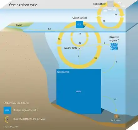 Marine carbon cycle