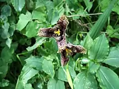 Tigridia flower.