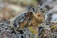 Brown and gray pika