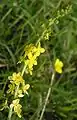 common agrimony