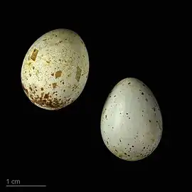 Oenanthe cypriaca - MHNT