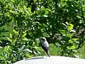 Northern wheatearOenanthe oenanthe