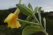 Side view of flower and leaves