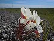 Backside of flowers