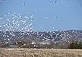 Alte of a flock of snow geese, chemin des Trente-Trois