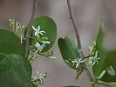 flowers and foliage