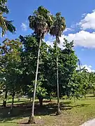 Old pair of Thrinax radiata growing in Fort Myers, FL