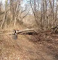 Before paving completion in 2012.  Fallen trees across dirt trail.