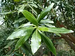 foliage