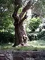 A 2000-year-old olive tree in Bar