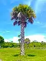 Sabal Palm growing in the park