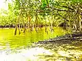 Mangroves