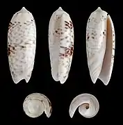 Oliva ornata