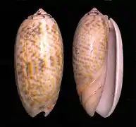 Oliva tricolor