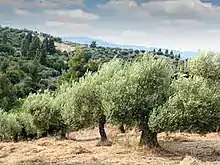 Image 35The Olive Tree in Pakistan. (from Trees of Pakistan)