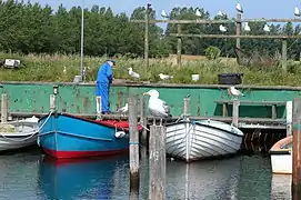 Strandbyen harbour, Ommel