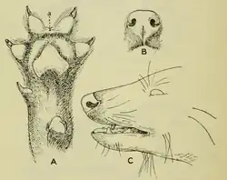 Image 21More conservation research is needed for understanding ecology and behaviour of the dhole in central China. (from Conservation biology)