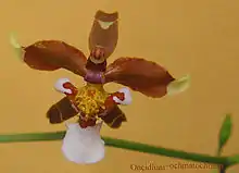 Oncidium ochmatochilum