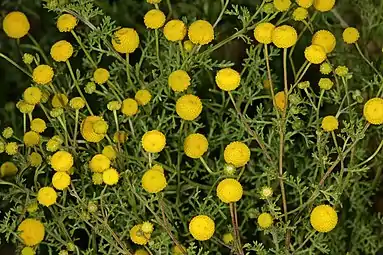 Plant in bloom