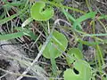 Centella asiatica(Kannada: ಒಂದೆಲಗಳು) ಒಂದೆಲಗ means 'one leaf'