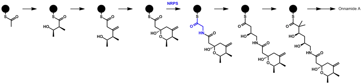 proposed biosynthetic pathway for onnamide A via PKS-NRPS, showing polyketide and non-ribosomal polypeptide features