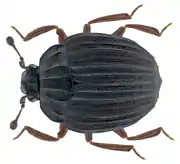 Onthophilus striatus