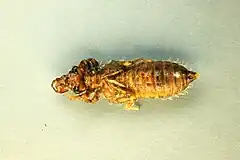 Exuvia