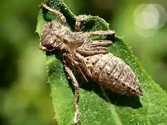 Exuvia