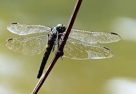 Onychothemis testacea female