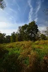 Open Area and Forest